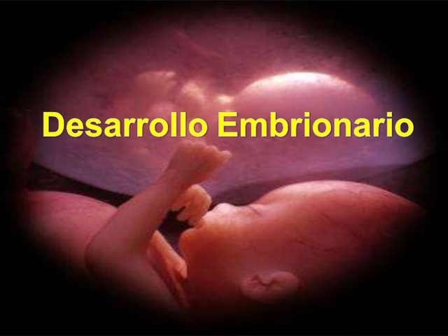 INICIO DEL DESARROLLO EMBRIONARIO