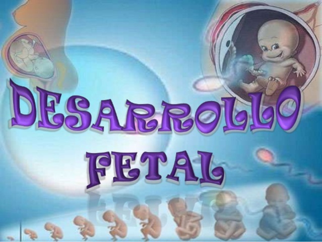 DESARROLLO FETAL