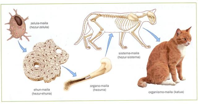 Organización celular