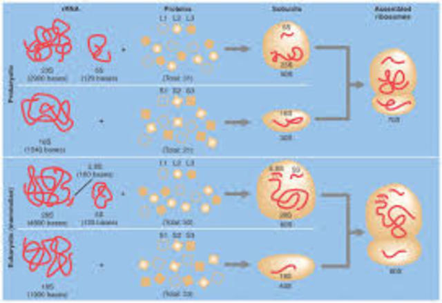 ORIGEN DE LA ORGANIZACIÓN CELULAR