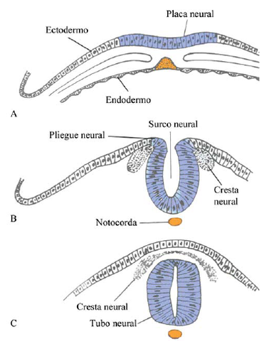 NEURULACION