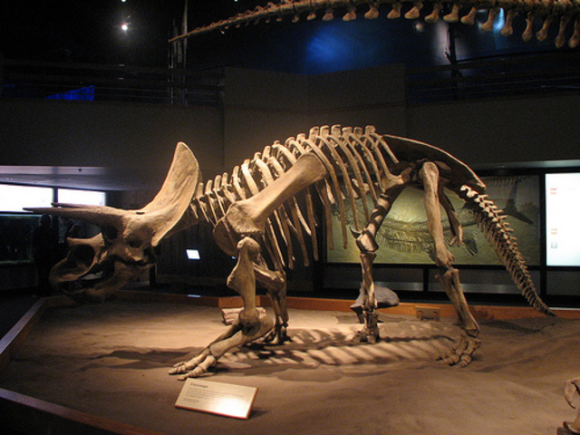 Extincion de ultimo Dinosaurio