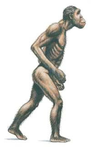 Aparicion de los primeros primates