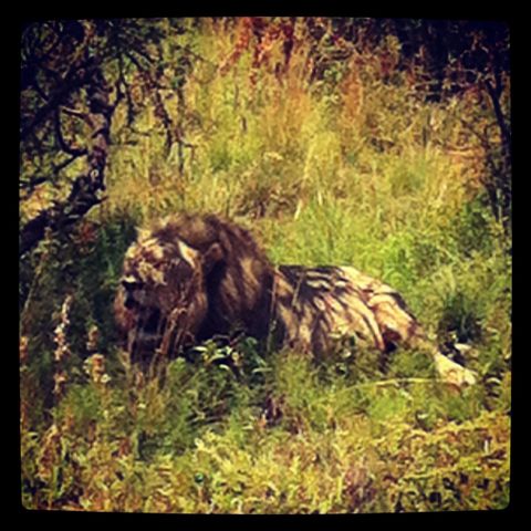 I went to South Africa