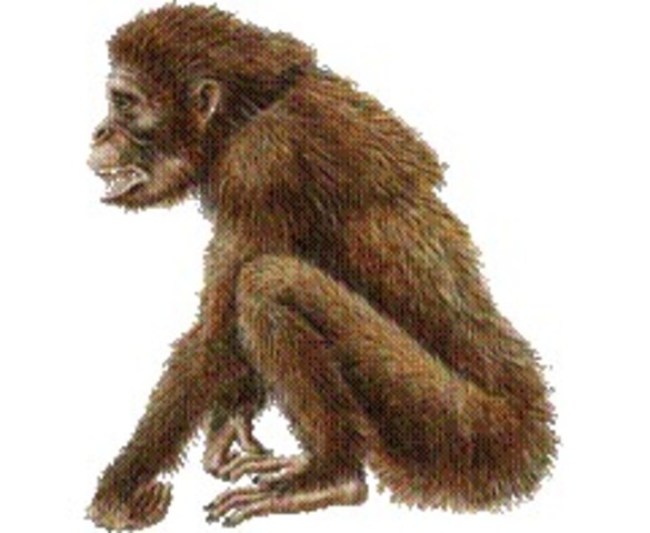 APARICIÓN DE LOS PRIMEROS PRIMATES