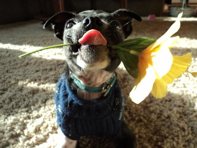 Getting My Dog Trixie