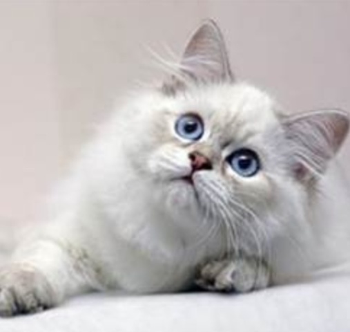 Owners' Involvement With the Cat