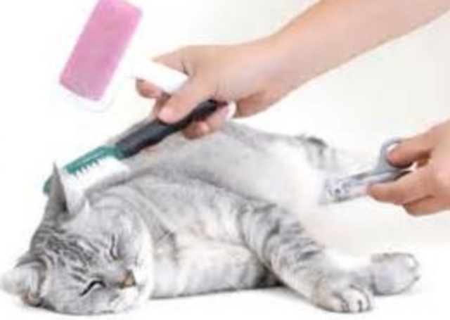 Grooming Cats