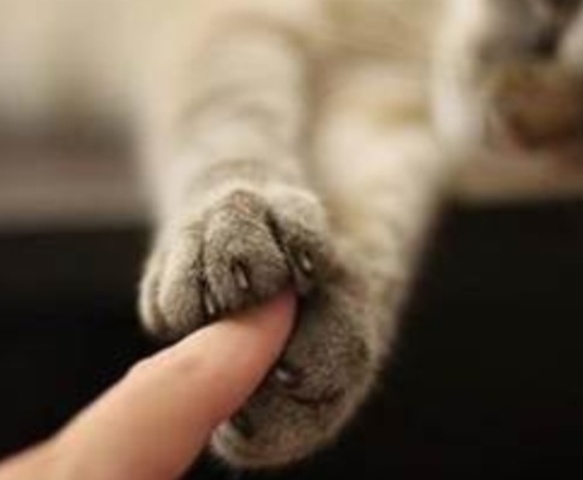 Your Cat's Nails