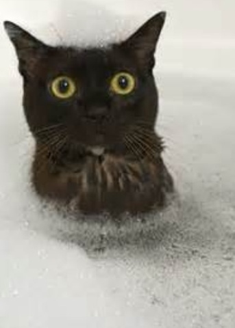 Baths for the Cat