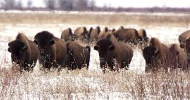 Diminished Buffalo Herds