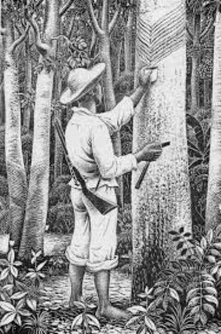 EXPLOTACIÓN DEL CAUCHO