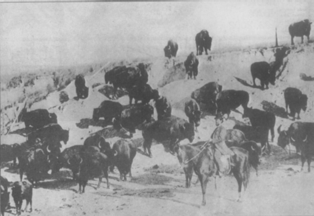 Diminished Buffalo Herds