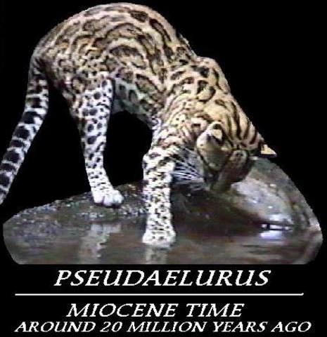 Pseudaelurus