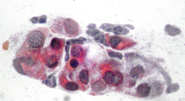 Término el cursom de Citología