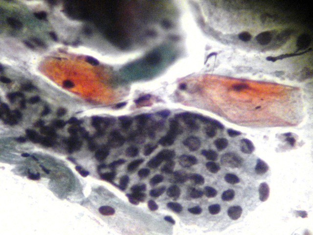 Termino de tesis de maestria