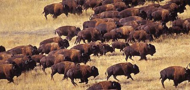 Diminished Buffalo Herds