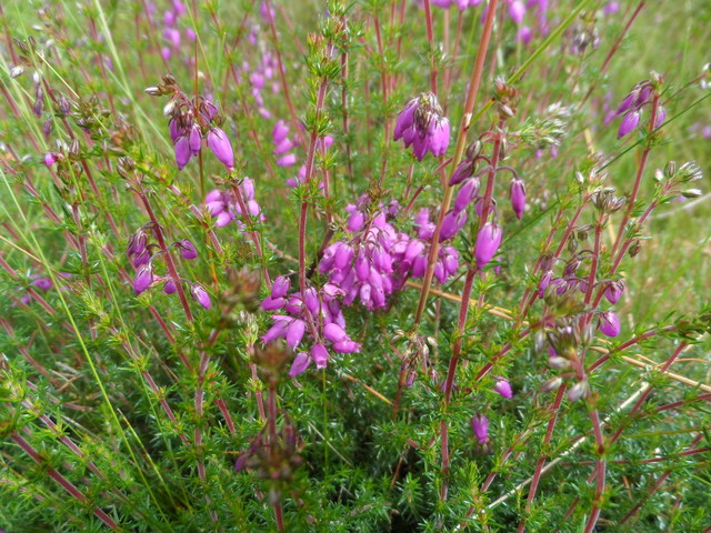 Bell Heather Discovery