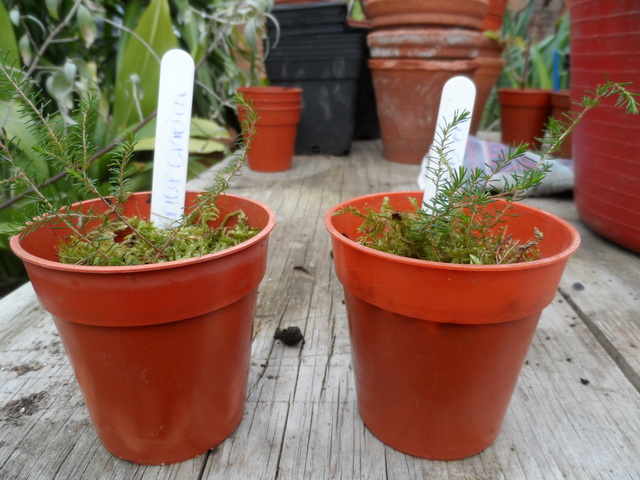 Bell Heather Propagation (Shirley)