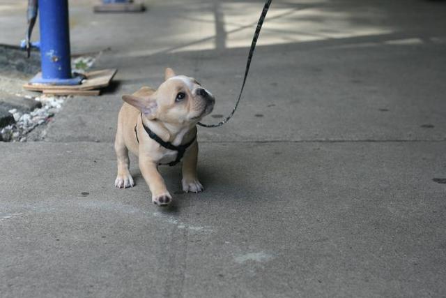 Take my dog for daily walks