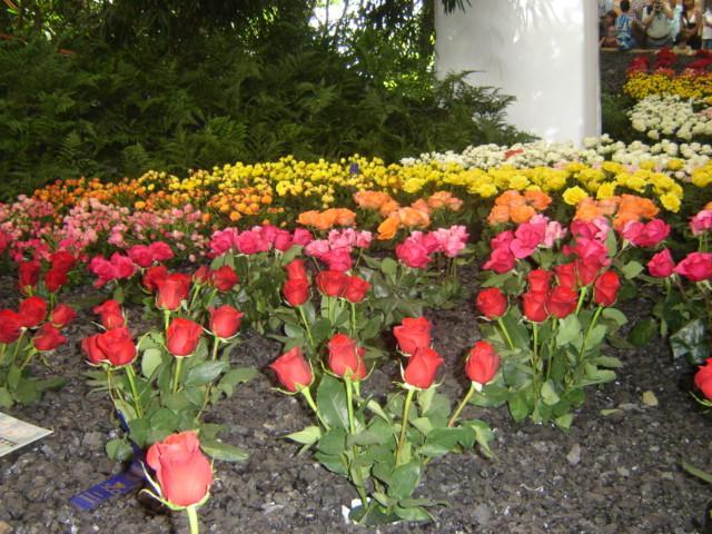 Medellín se adorna para el comienzo de la Feria de las Flores