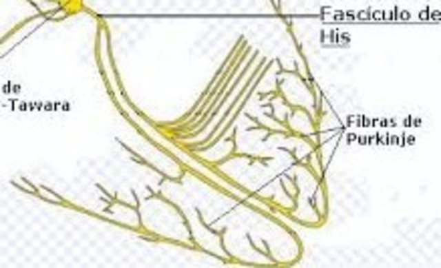 Las Fibras de purkinje