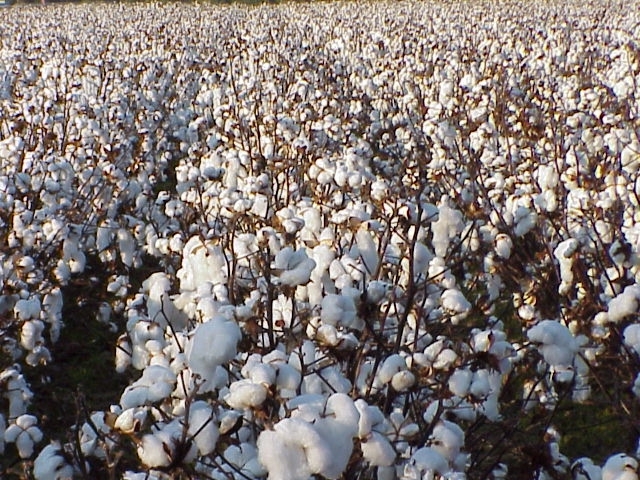 Thousands of cotton