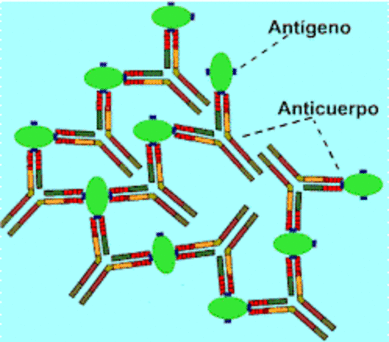 Reacción Antigeno-Anticuerpo
