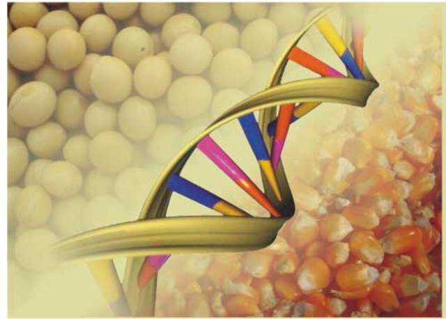 PESQUISA MELHORAMENTO GENÉTICO