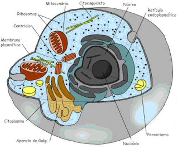 Matthias Jakob Schleiden