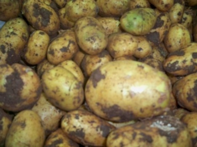 Potato Famine