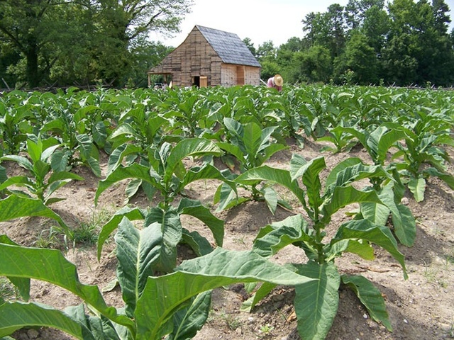 Tobacco Plantations Increase in Profit