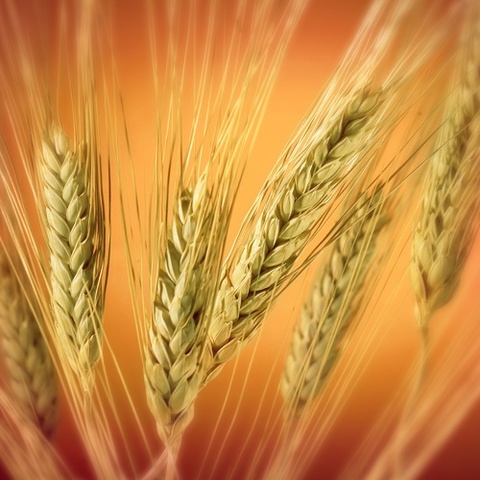 Widespread Wheat Cultivation Begins in Colonies