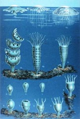 Matthias Jakob Schleiden