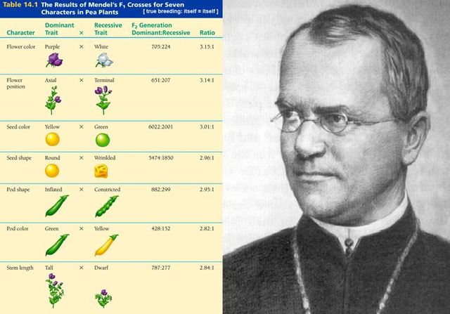 Gregor Mendel