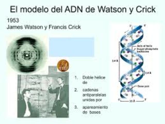 James Watson y Francis Crick1953