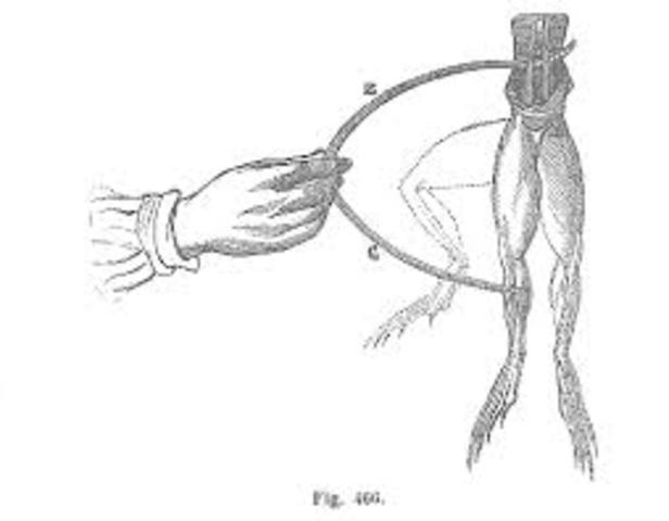 "de animali electricitate"