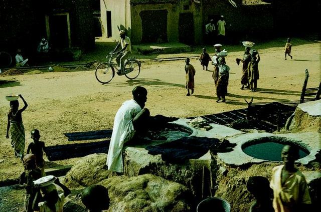 Indigo first cultivated