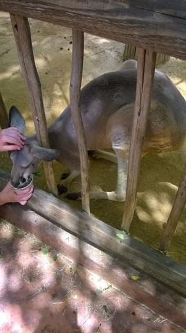 Went to Busch Gardens