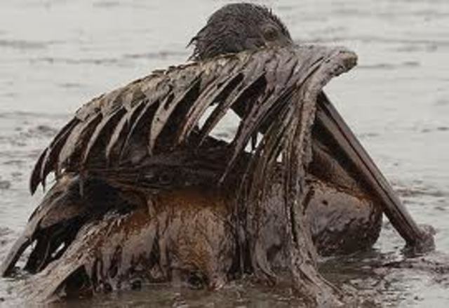 oil spill in gulf of mexico