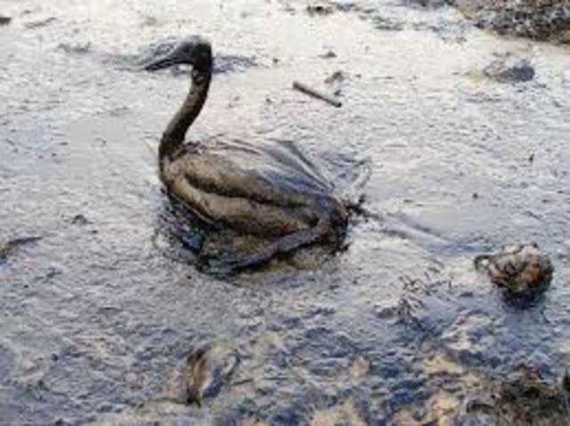 2010 BP Oil Spill