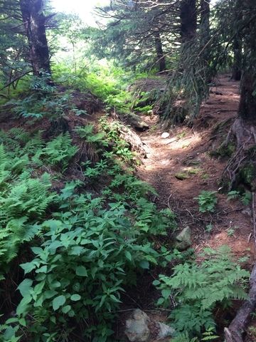 Hiking at Chimney Rock park