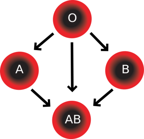 Identification of Human Blood Groups