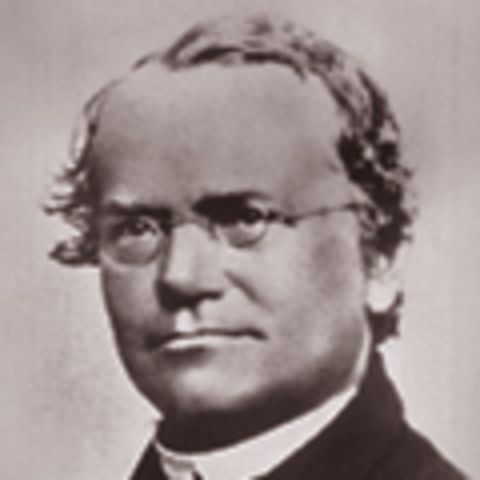 Gregor Mendel's identifies inheritance
