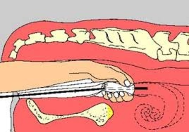 Caballos Inseminados artificialmente