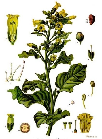 Joseph Gottlieb Koelreuter