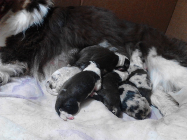 Chloe has puppies!!!