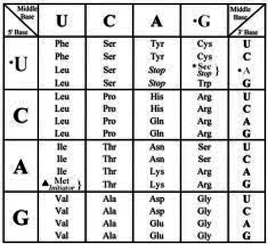 MARSHALL WARREN NIRENBERG