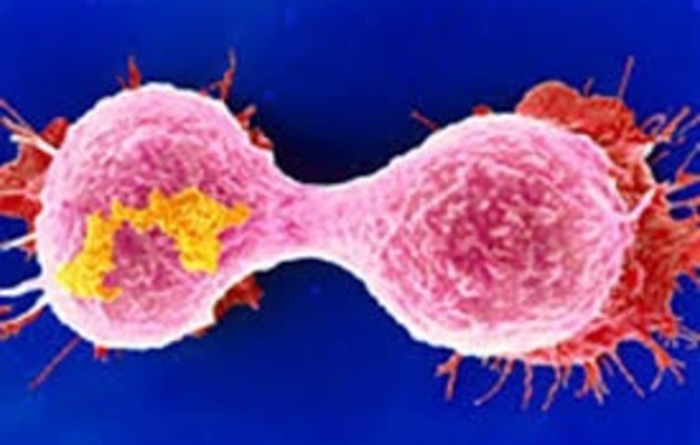 Primer enzima in Vitro