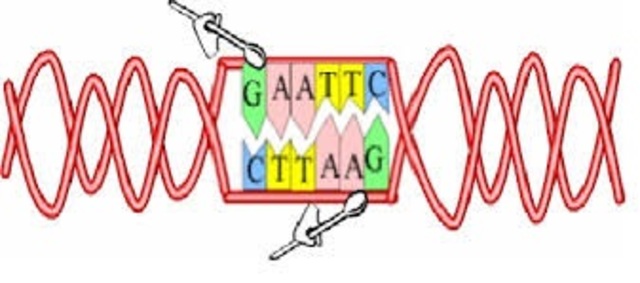 "Nucleasas específicas"